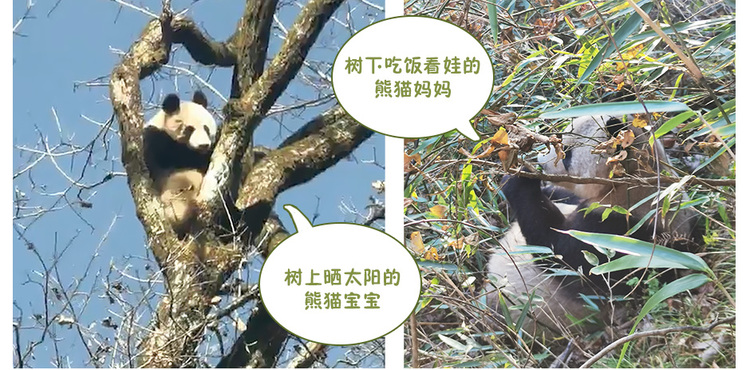 【中首  陕西  图】瞧！大熊猫“遛娃”呢