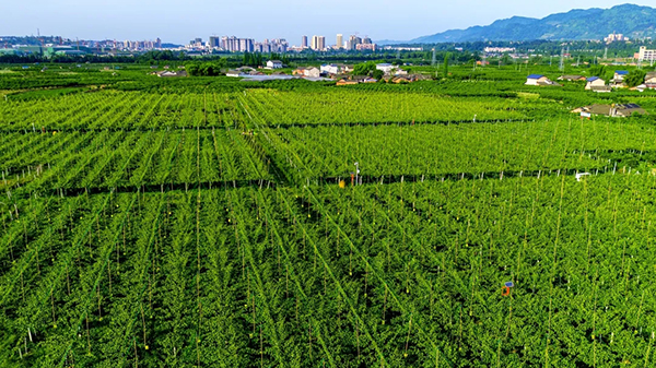 现代化示范区创建名单_fororder_蒲江县农业生产园区-供图-蒲江县委