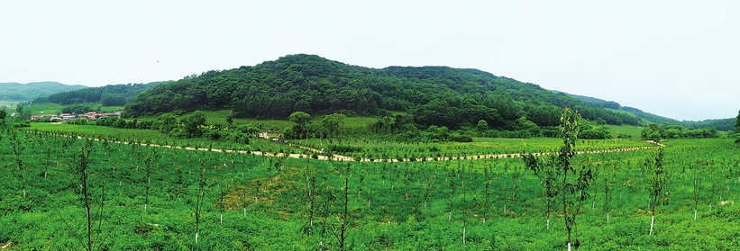 辽源东辽县提高森林覆盖率 改善乡村生态环境