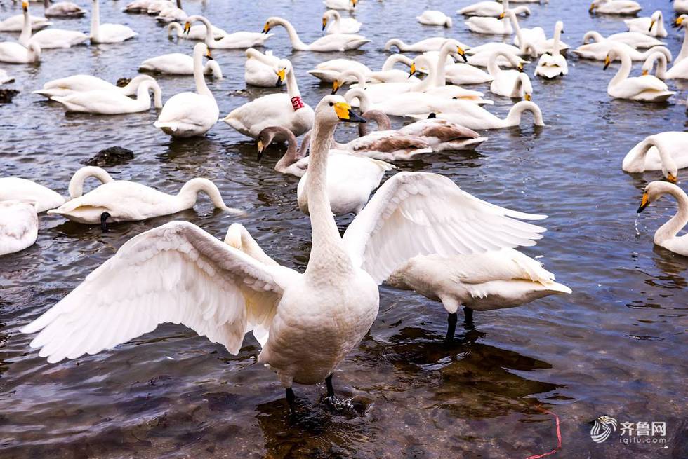 荣成烟墩角再迎西伯利亚天鹅栖息 观赏游人络绎不绝_fororder_1511705346995