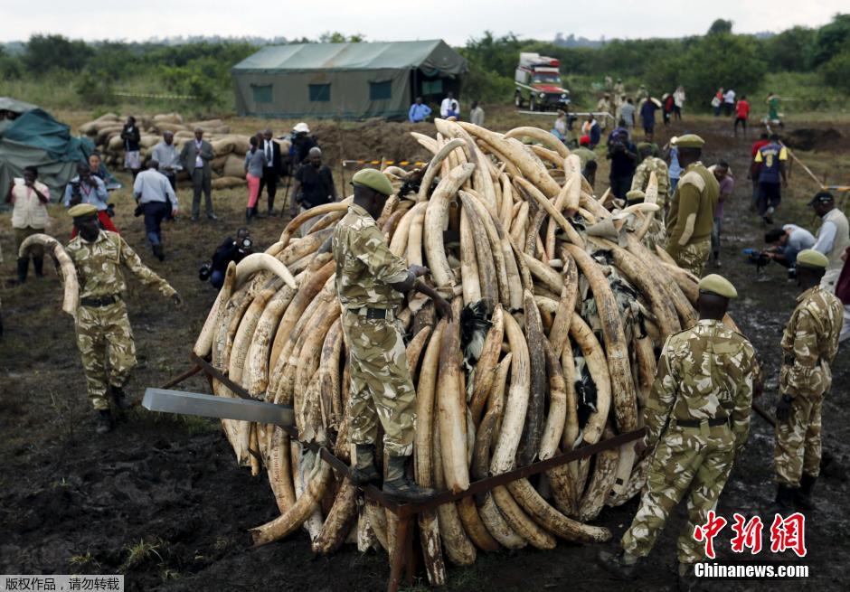 肯尼亚动物保护部门将销毁105吨象牙(组图)