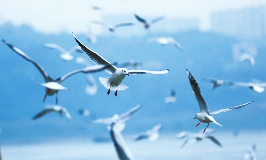 图片默认标题_fororder_2