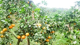 宜宾翠屏：柑橘丰收 助农增收