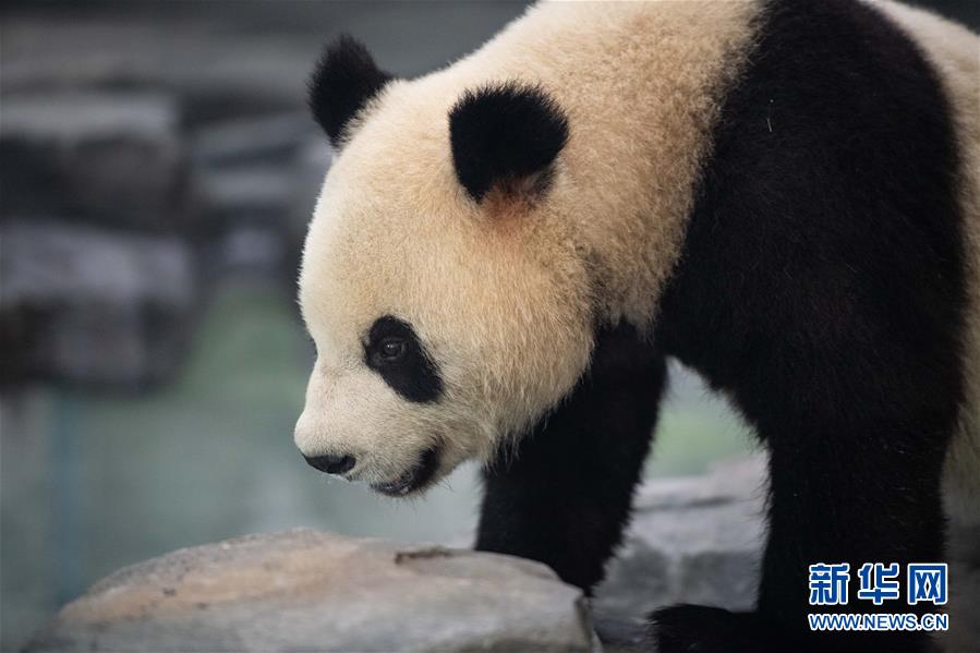 8只大熊猫安家凤凰