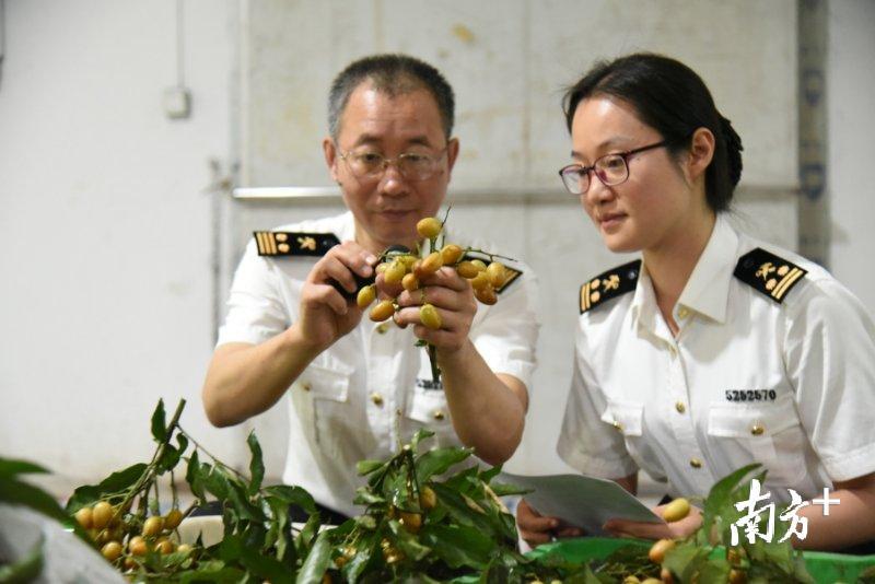 “夜发朝至”走出国门，增城特色黄皮空降加拿大