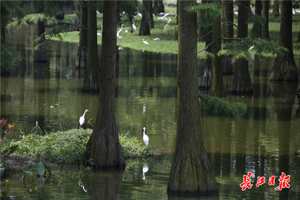 10万只鹭鸟涨渡湖湿地度夏