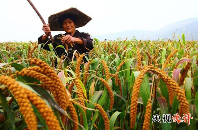 央视快评丨做好"三农"工作-国际在线新闻频道