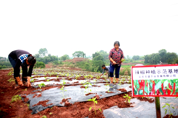 （转载）小辣椒带来大发展 万亩辣椒基地落户宜宾翠屏区