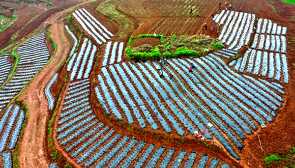 （转载）小辣椒带来大发展 万亩辣椒基地落户宜宾翠屏区