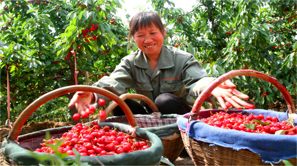 【有修改】渭南澄城：大红樱桃让生活越来越甜