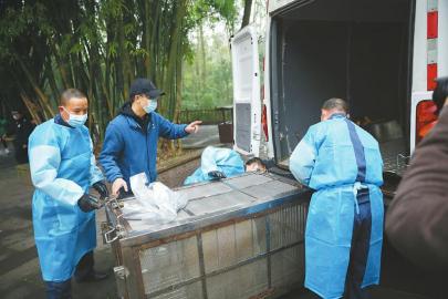 (中首)大熊猫搬新家 私密性非常好