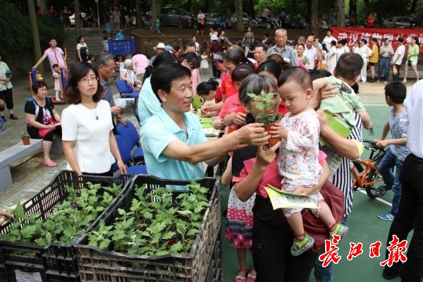 武汉植物园3000盆菊苗免费送