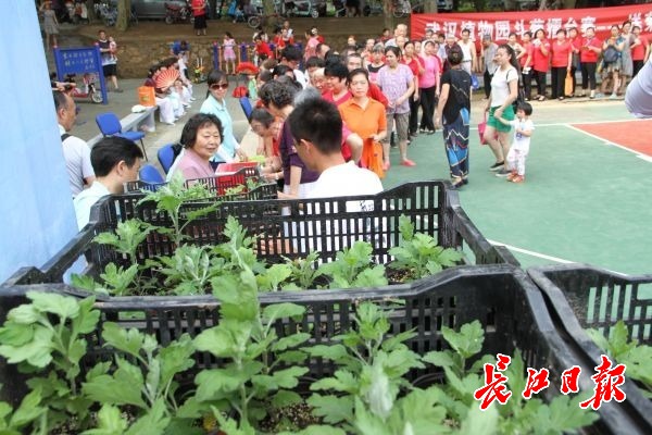 武汉植物园3000盆菊苗免费送