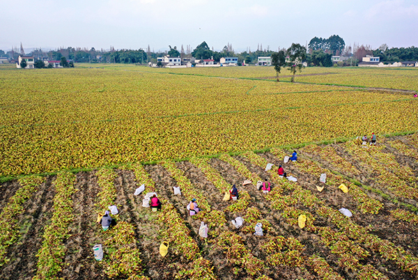 眉山彭山万亩泽泻丰收_fororder_泽泻丰收-摄影-盛晓波(1)
