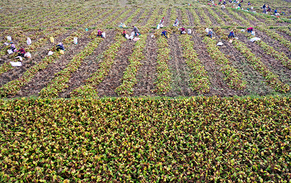 眉山彭山万亩泽泻丰收_fororder_泽泻丰收-摄影-盛晓波