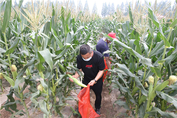 【B】武汉汉南近8万亩甜玉米迎来大丰收