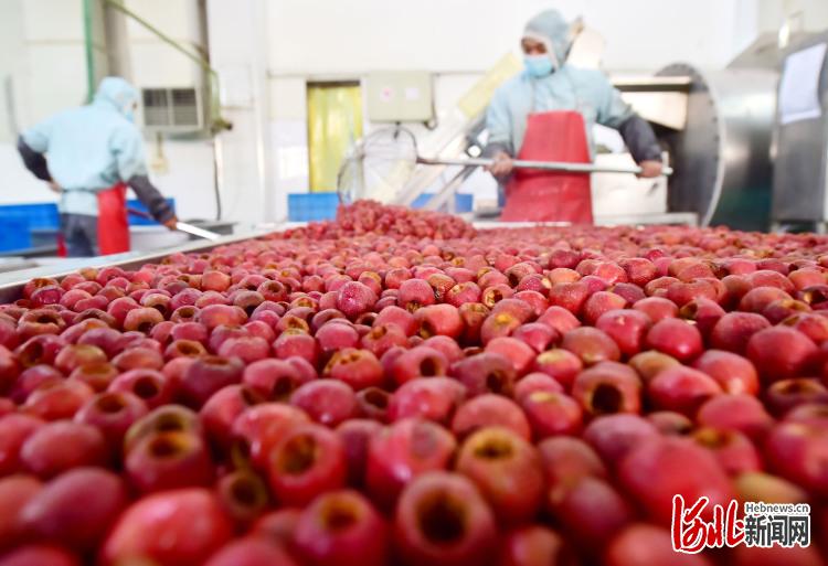 河北晋州：果品深加工助力林果产业提档升级
