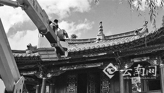 海鸥被困屋顶3天 已被送往昆明野生动物园救治