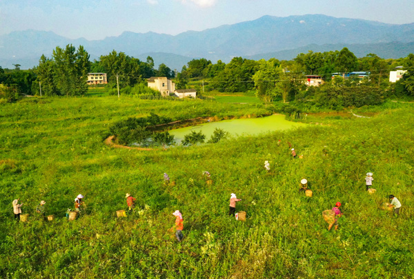 图片默认标题_fororder_群众在村头九叶青花椒产业基地采摘“绿珍珠”