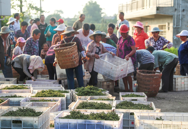 图片默认标题_fororder_重庆客商在华蓥市观音溪镇跳石沟村集中收购“绿珍珠”九叶青花椒