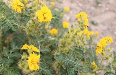 生态环境部更新外来入侵物种名单! 一起来涨点知识