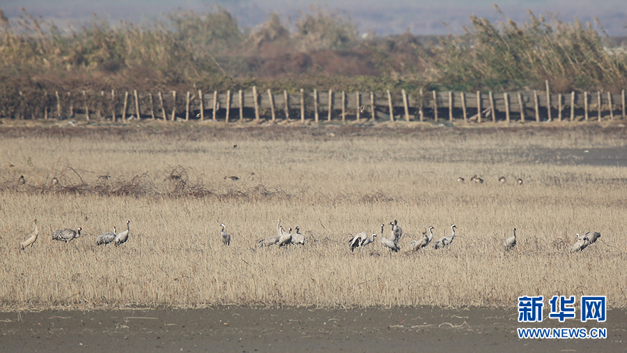 武汉沉湖湿地越冬鸟类突破5万只 卷羽鹈鹕、大红鹳现身
