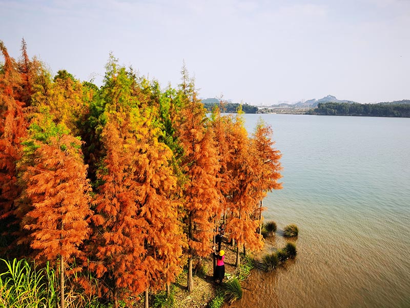 暖冬，柳州环江滨水大道水杉穿上了“红衣”