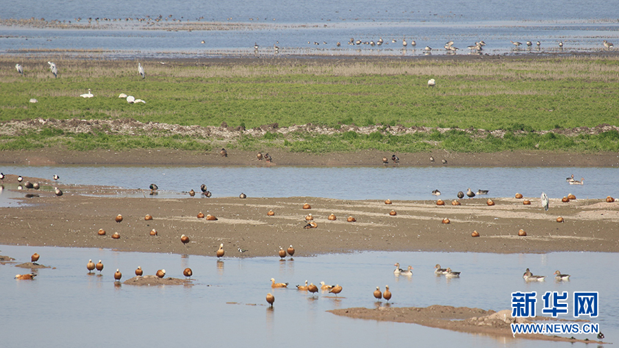 武汉沉湖湿地越冬鸟类突破5万只 卷羽鹈鹕、大红鹳现身