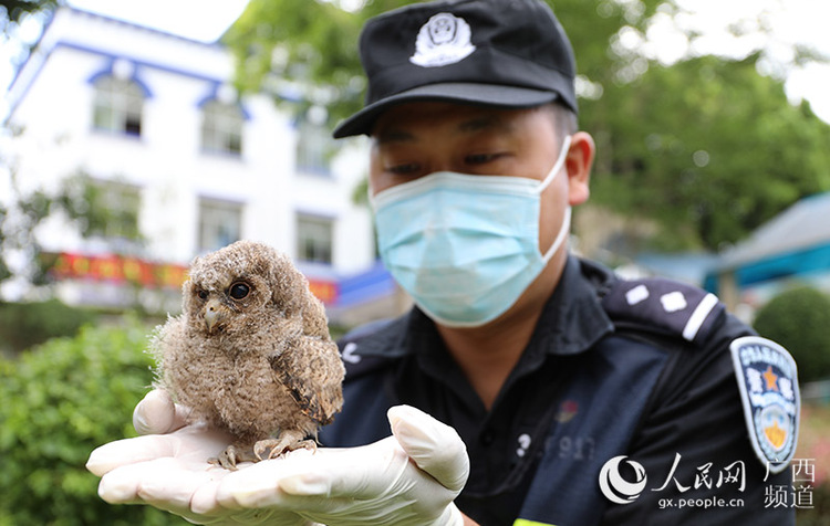 广西凭祥救助国家二级野生保护动物猫头鹰