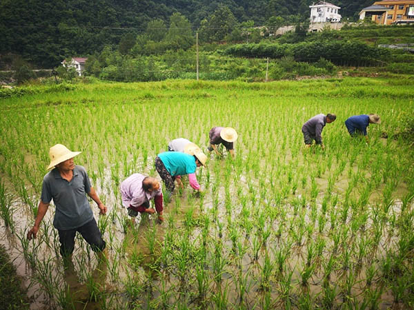 变生态优势为经济优势 陕西佛坪产业扶贫带动村民增收