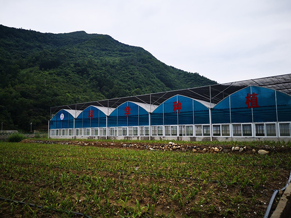 变生态优势为经济优势 陕西佛坪产业扶贫带动村民增收