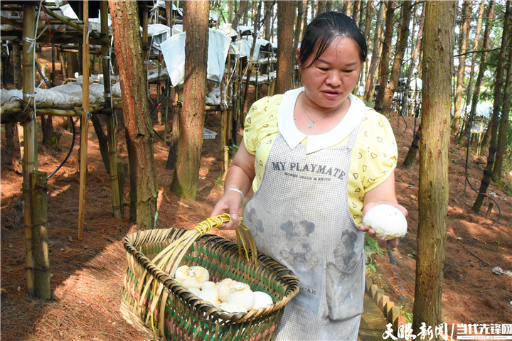 贵州六枝：林是“聚宝盆” 菌成“摇钱树”