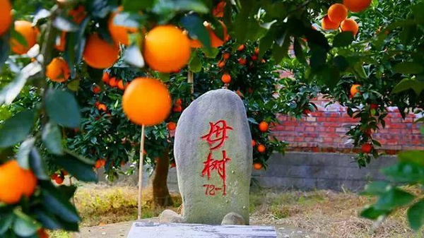 2021第三届中国奉节橙博会开幕 “母树橙”采摘权以13.8万元成交_fororder_图片3