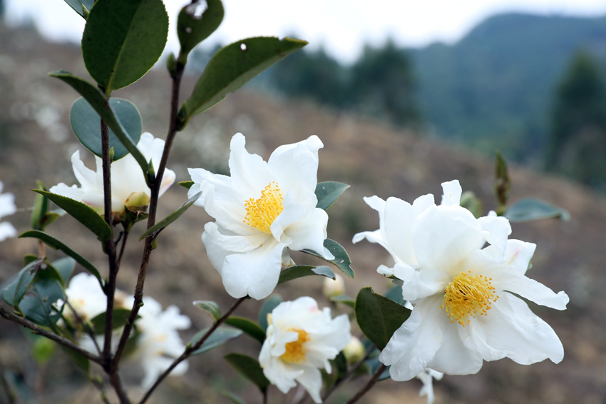 柳州市柳江区：千亩茶花开正艳 满山芬芳说丰收