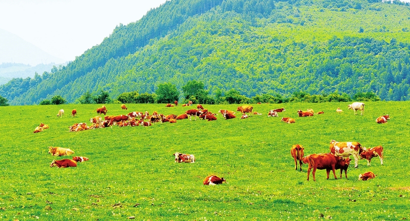 白山市长白县大力发展黄牛生态养殖业