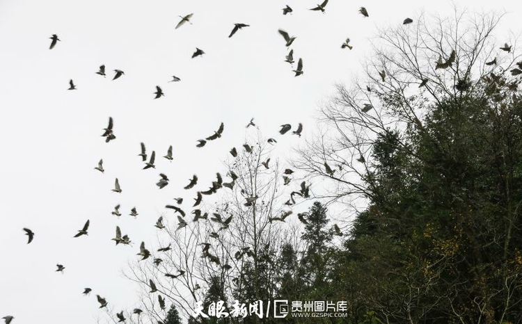 （中首）贵州剑河：候鸟成群来过冬