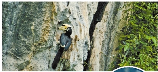 全球首次拍到！“爱情鸟”筑巢广西喀斯特崖壁
