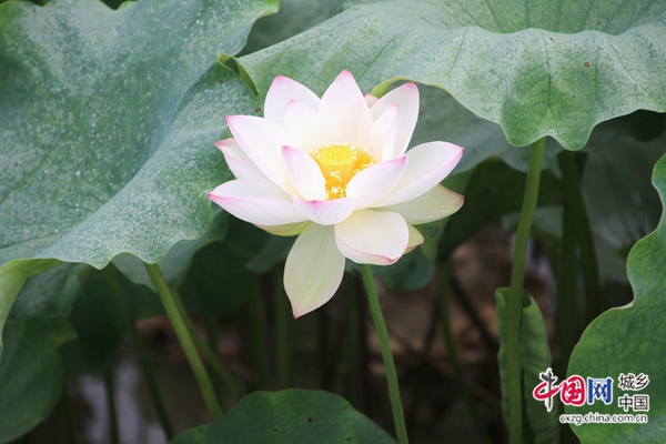 （转载）四川：宜宾市南溪区首届家风文化旅游节在裴石镇举行