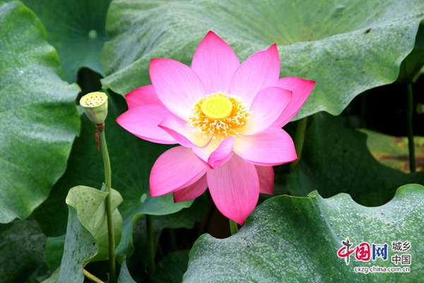 （转载）四川：宜宾市南溪区首届家风文化旅游节在裴石镇举行