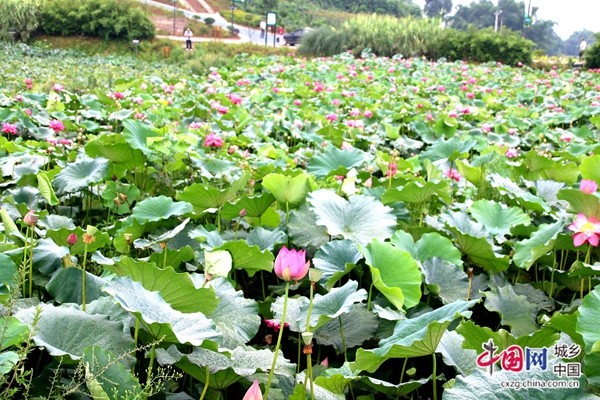 （转载）四川：宜宾市南溪区首届家风文化旅游节在裴石镇举行
