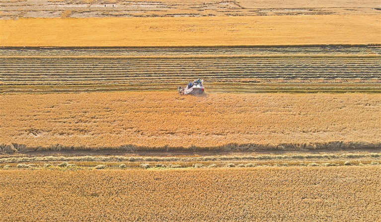 讷河 一江四河育好米 黑土沃野稻谷香
