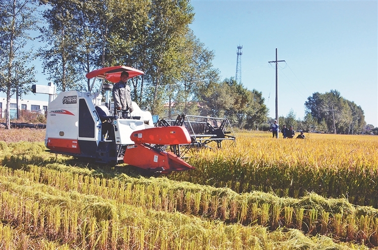 龙江县：筑稳粮食安全压舱石 走出特色乡村振兴路