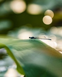 �s�F�C�{�G�L�����