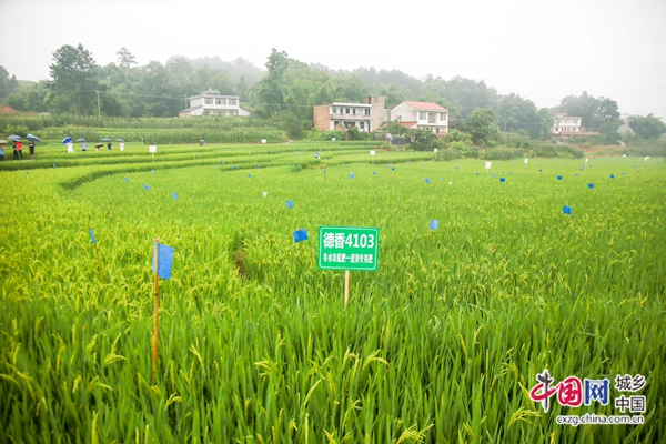 （转载）宜宾2019年四川省粮食科技丰产工程现场会在翠屏区召开
