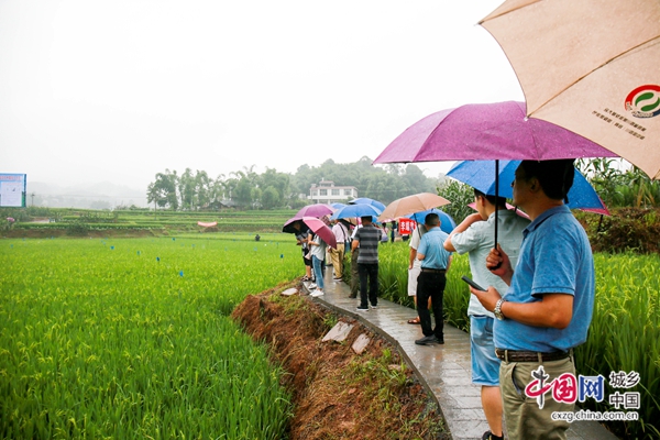（转载）宜宾2019年四川省粮食科技丰产工程现场会在翠屏区召开