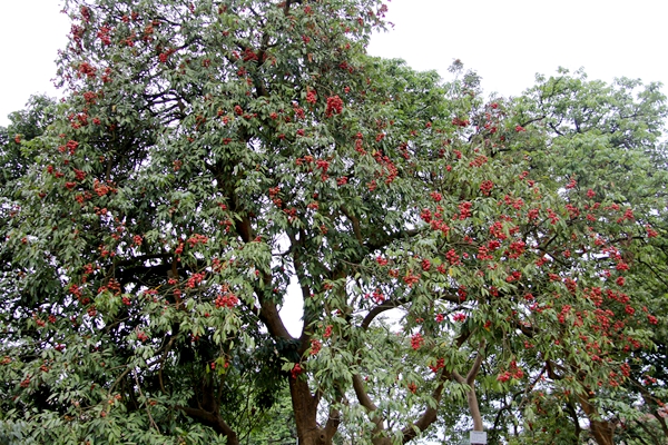 （转载）2019年四川花卉（果类）生态旅游节分会场暨第七届大塔荔枝文化节即将举行