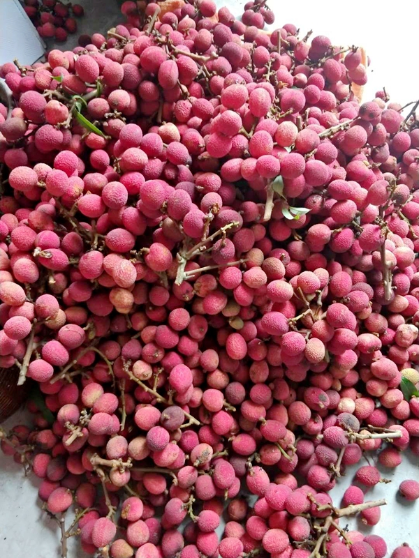 （转载）2019年四川花卉（果类）生态旅游节分会场暨第七届大塔荔枝文化节即将举行