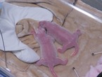 Returned giant panda "A Bao" gave birth to a pair of twins, which are rare and exceed 200g at the same time