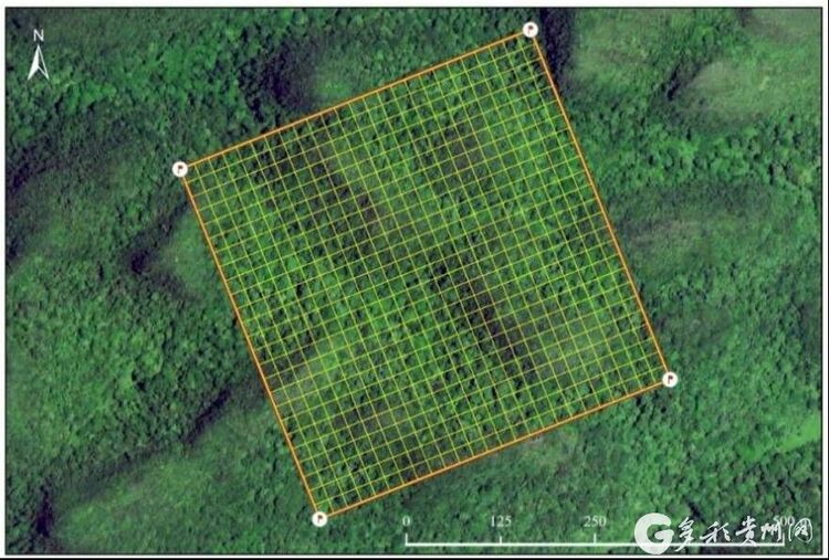 （中首）贵州首个森林生态系统大样地生物多样性调查在茂兰开启
