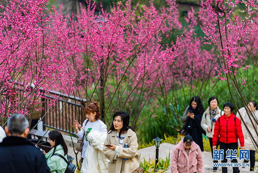 【城市远洋带图】重庆沙坪坝：寒冬春意 “红岩”上红梅开